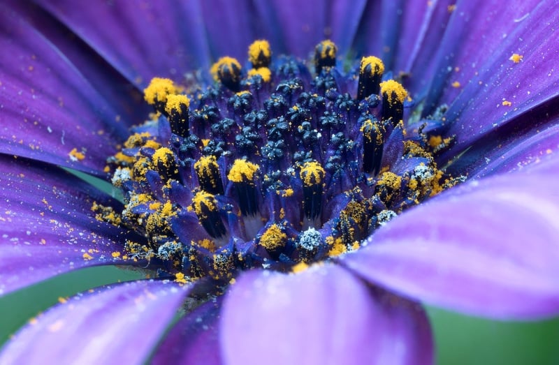 Floral Delights
